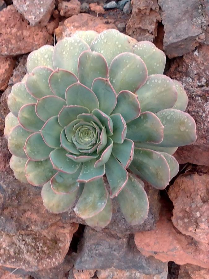 Casa Rural Los Pasos Grandes Isora Dış mekan fotoğraf